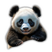 Playful Baby Panda – Realistic Animal Vinyl Sticker | Cute Wildlife Decal premium sticker image view 1